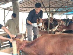 DPW Partai Nasdem Kalsel Distribusikan Hewan Kurban ke Kabupaten dan Kota