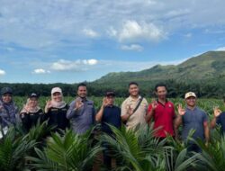 Sertifikasi Benih Kelapa Sawit di Kabupaten Tanah Laut