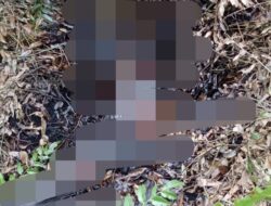 Mayat Tanpa Identitas Ditemukan Dalam Kondisi Membusuk di Gambut