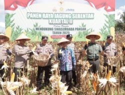 Lahan Binaan Polres Banjar Hasilkan 5,5 Ton Jagung