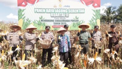 Lahan Binaan Polres Banjar Hasilkan 5,5 Ton Jagung