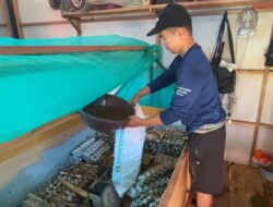 Budidaya Jangkrik, Bisnis Warga Pekauman Dalam Ini Meraup Rupiah
