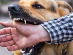 Waspada, Gigitan Hewan Sebabkan 34 Orang Terkena Rabies