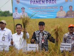 Kuatkan Swasembada Pangan, Pemprov Kalsel dan SMK PP Negeri Banjarbaru Ikuti Panen Padi Bersama