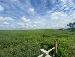 Puluhan Hektar Lahan Ditinggalkan Petani