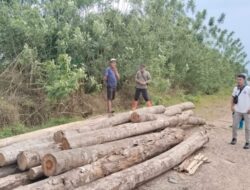 Puluhan Kayu Ilegal Ditemukan di Desa Riam Adungan Kecamatan Kintap